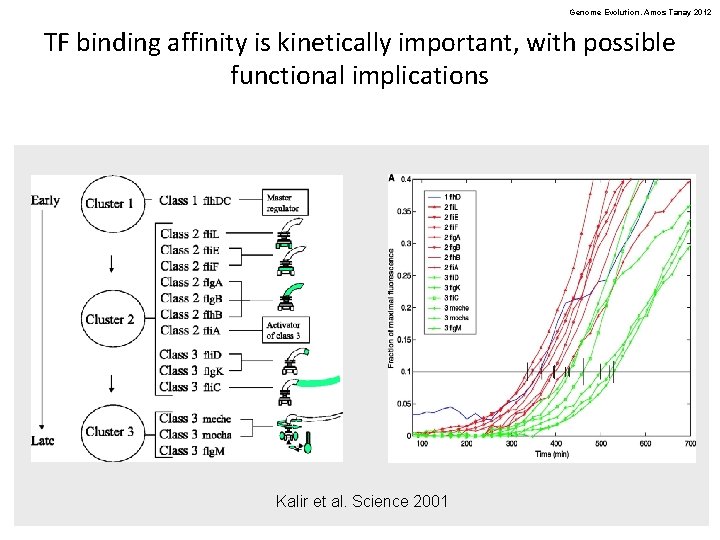 Genome Evolution. Amos Tanay 2012 TF binding affinity is kinetically important, with possible functional