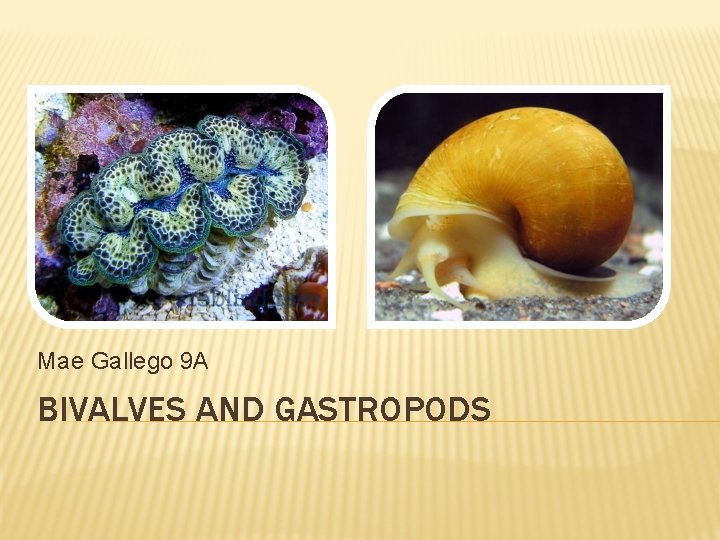 Mae Gallego 9 A BIVALVES AND GASTROPODS 