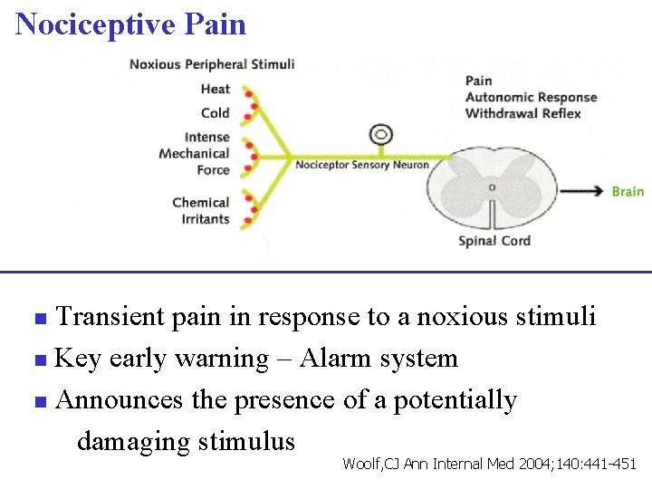 Nociceptive Pain Transient pain in response to a noxious stimuli n Key early warning Nociceptive Pain Transient pain in response to a noxious stimuli n Key early warning