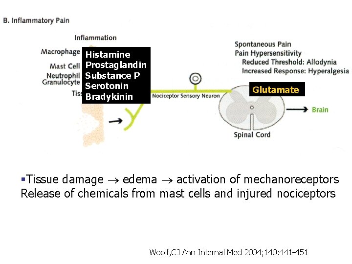 Histamine Prostaglandin Substance P Serotonin Bradykinin Glutamate §Tissue damage edema activation of mechanoreceptors Release Histamine Prostaglandin Substance P Serotonin Bradykinin Glutamate §Tissue damage edema activation of mechanoreceptors Release