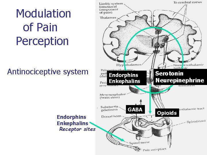 Modulation of Pain Perception Antinociceptive system Endorphins Opioids Enkephalins GABA Endorphins Enkephalins Receptor sites Modulation of Pain Perception Antinociceptive system Endorphins Opioids Enkephalins GABA Endorphins Enkephalins Receptor sites