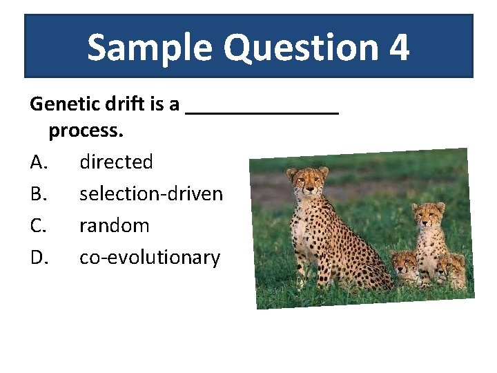 Sample Question 4 Genetic drift is a _______ process. A. directed B. selection-driven C.