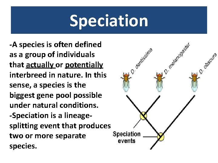 Speciation -A species is often defined as a group of individuals that actually or