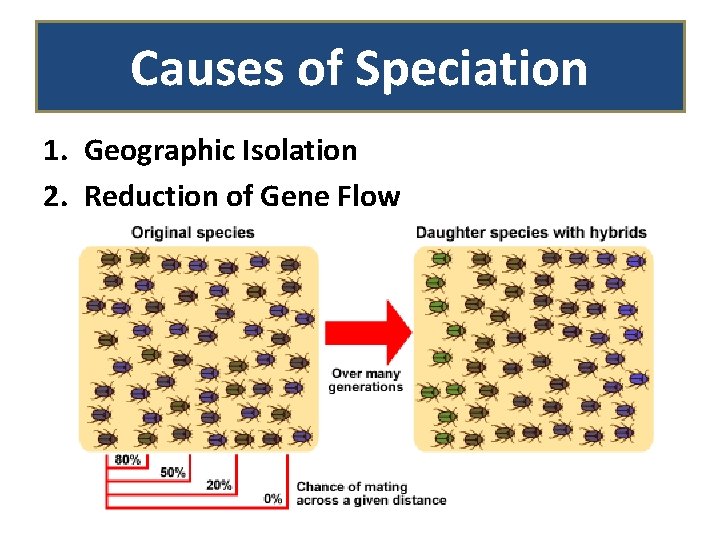 Causes of Speciation 1. Geographic Isolation 2. Reduction of Gene Flow 