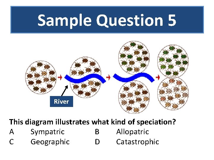 Sample Question 5 River This diagram illustrates what kind of speciation? A Sympatric B