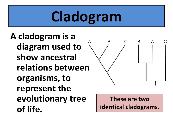 Cladogram A cladogram is a diagram used to show ancestral relations between organisms, to