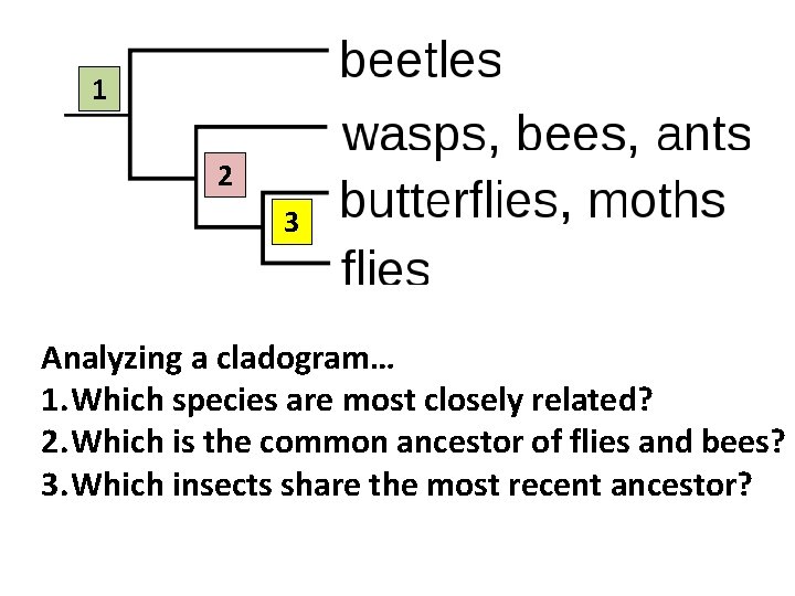1 2 3 Analyzing a cladogram… 1. Which species are most closely related? 2.