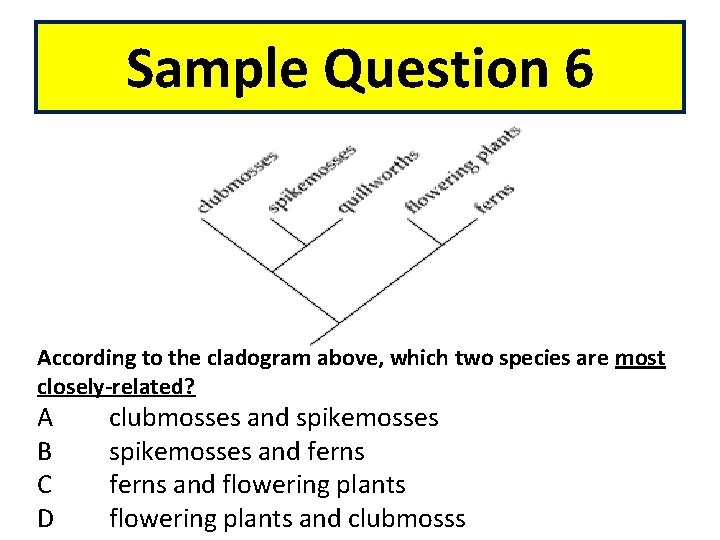 Sample Question 6 According to the cladogram above, which two species are most closely-related?
