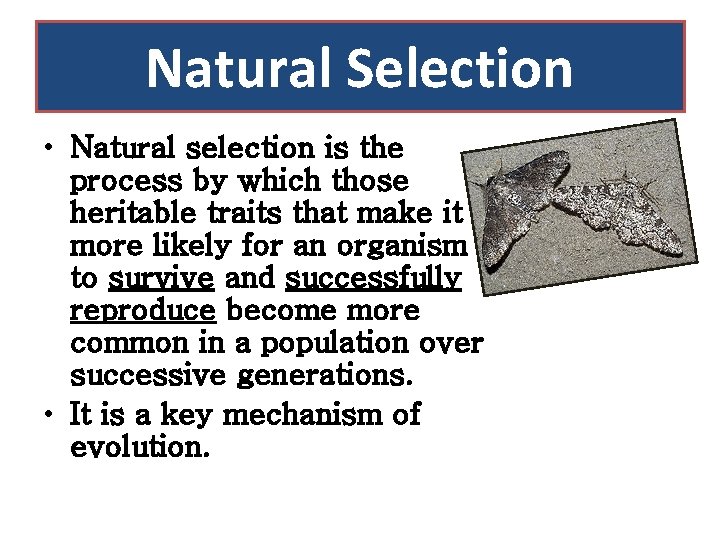 Natural Selection • Natural selection is the process by which those heritable traits that