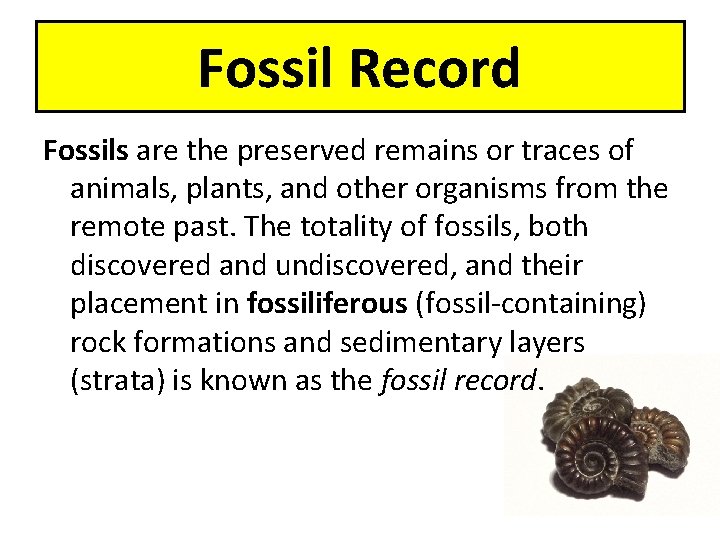 Fossil Record Fossils are the preserved remains or traces of animals, plants, and other