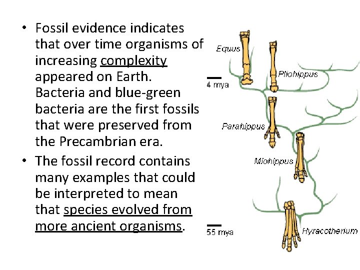  • Fossil evidence indicates that over time organisms of increasing complexity appeared on