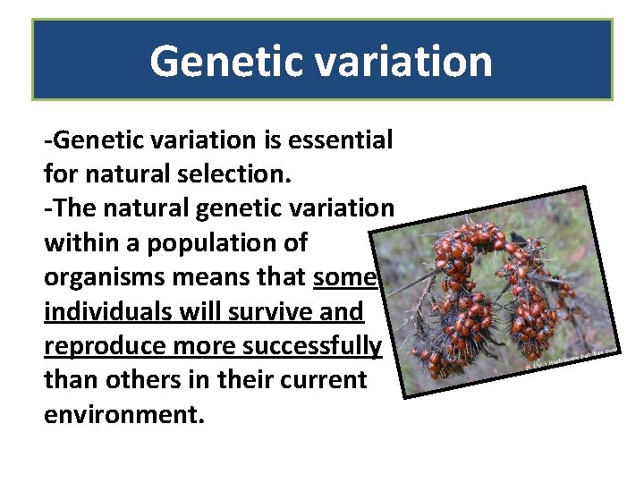 Genetic variation -Genetic variation is essential for natural selection. -The natural genetic variation within