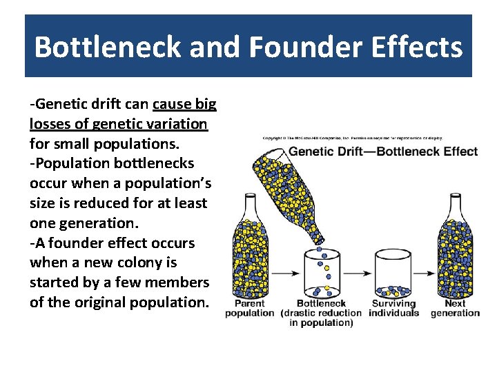Bottleneck and Founder Effects -Genetic drift can cause big losses of genetic variation for