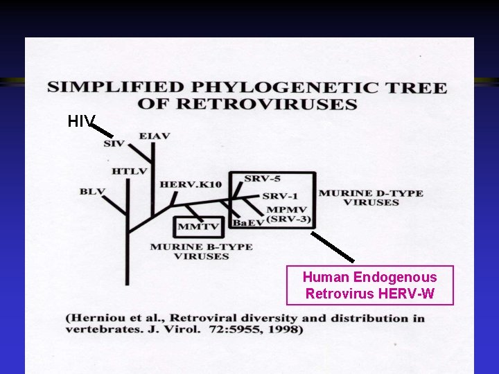 HIV Human Endogenous Retrovirus HERV-W 