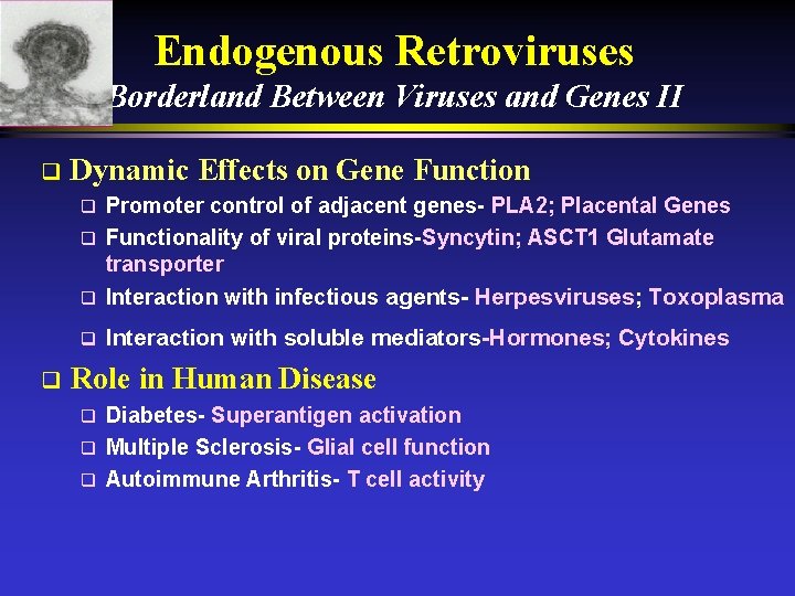 Endogenous Retroviruses Borderland Between Viruses and Genes II q Dynamic Effects on Gene Function Endogenous Retroviruses Borderland Between Viruses and Genes II q Dynamic Effects on Gene Function