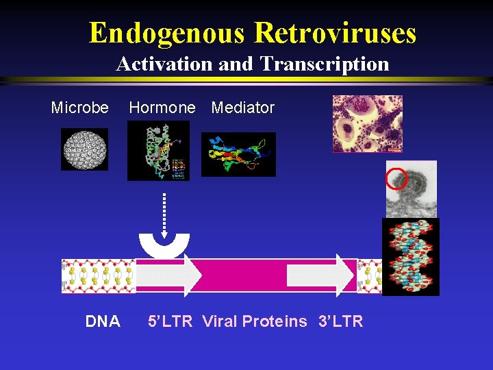 Endogenous Retroviruses Activation and Transcription Microbe DNA Hormone Mediator 5’LTR Viral Proteins 3’LTR 