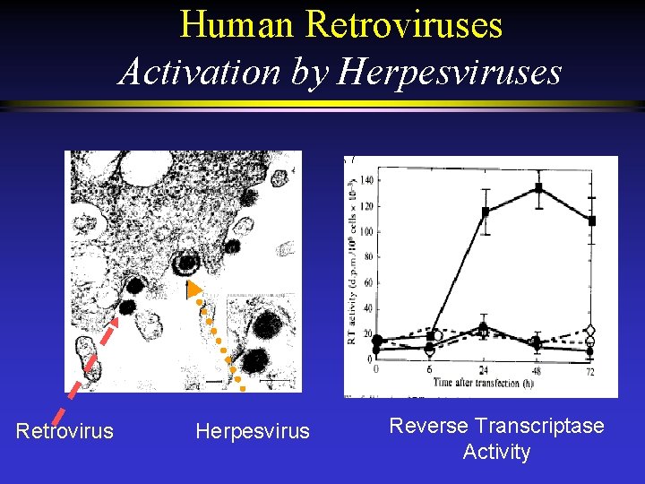 Human Retroviruses Activation by Herpesviruses Retrovirus Herpesvirus Reverse Transcriptase Activity 