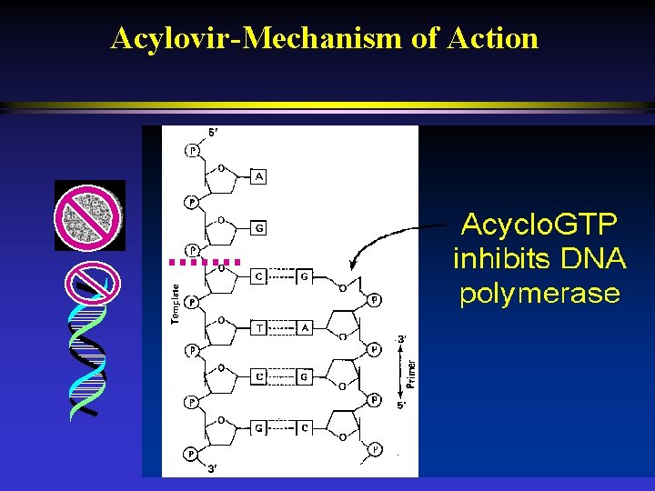 Acylovir-Mechanism of Action 