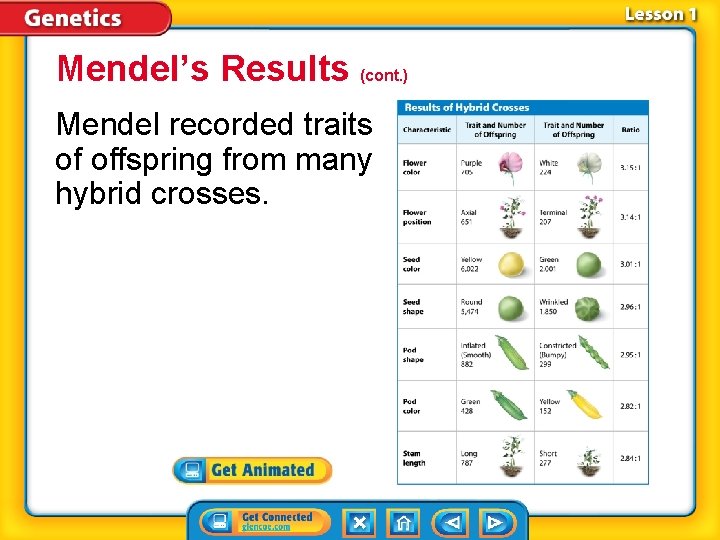 Mendel’s Results (cont. ) Mendel recorded traits of offspring from many hybrid crosses. 