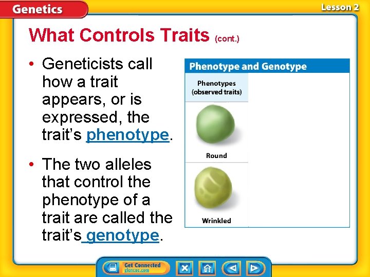 What Controls Traits (cont. ) • Geneticists call how a trait appears, or is
