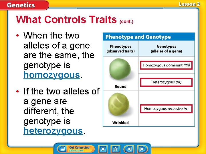 What Controls Traits (cont. ) • When the two alleles of a gene are