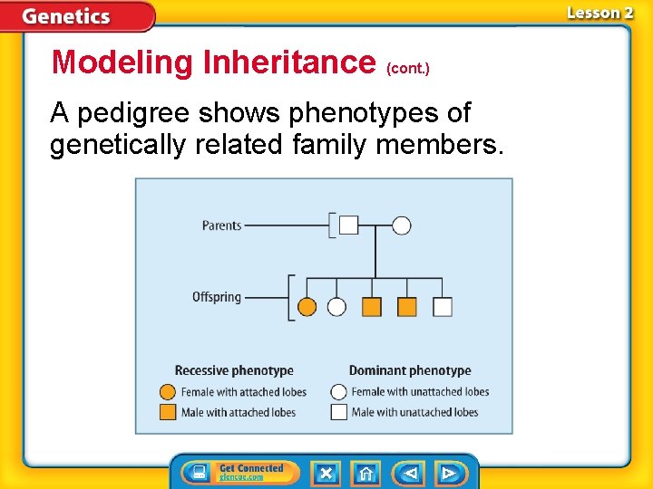 Modeling Inheritance (cont. ) A pedigree shows phenotypes of genetically related family members. 