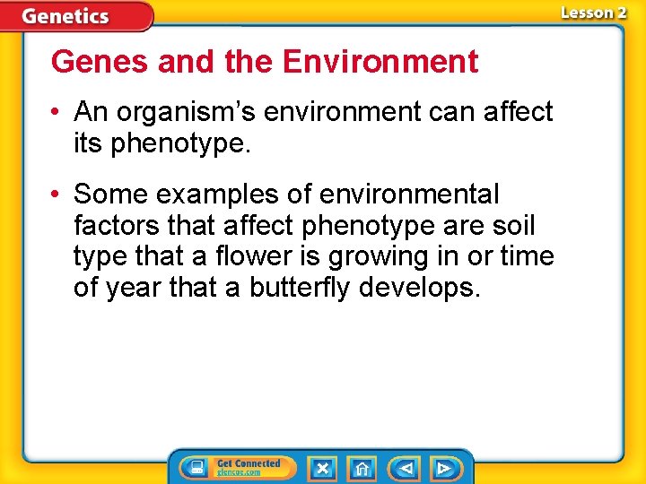 Genes and the Environment • An organism’s environment can affect its phenotype. • Some