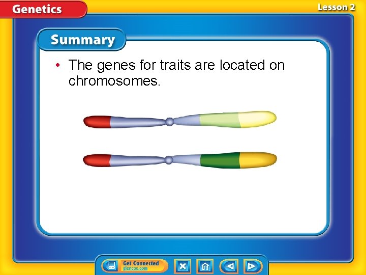  • The genes for traits are located on chromosomes. 