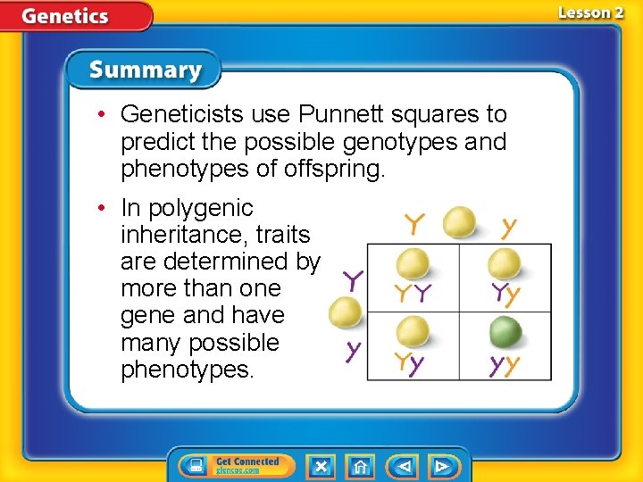  • Geneticists use Punnett squares to predict the possible genotypes and phenotypes of