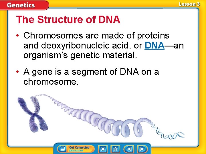 The Structure of DNA • Chromosomes are made of proteins and deoxyribonucleic acid, or
