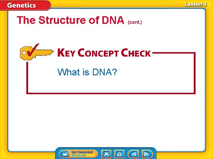 The Structure of DNA (cont. ) What is DNA? 