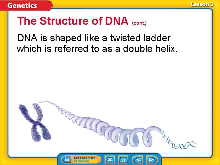 The Structure of DNA (cont. ) DNA is shaped like a twisted ladder which