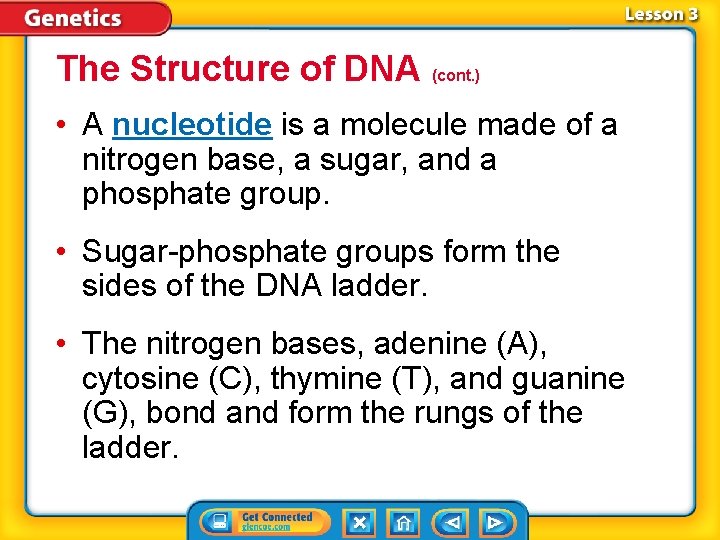 The Structure of DNA (cont. ) • A nucleotide is a molecule made of