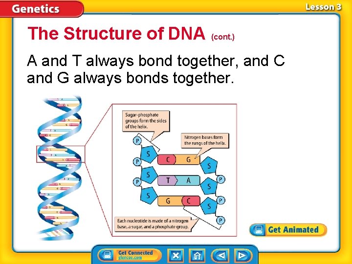 The Structure of DNA (cont. ) A and T always bond together, and C