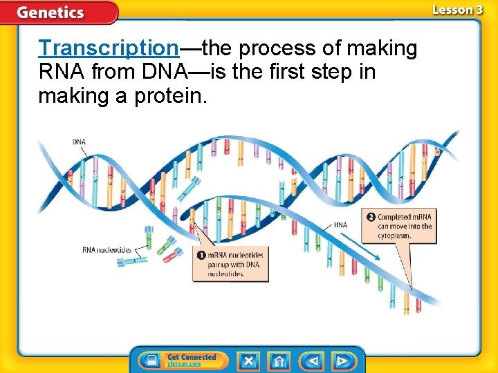 Transcription—the process of making RNA from DNA—is the first step in making a protein.