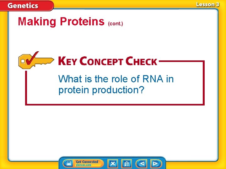 Making Proteins (cont. ) What is the role of RNA in protein production? 