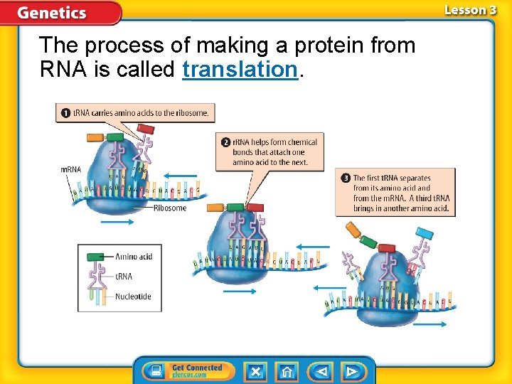 The process of making a protein from RNA is called translation. 