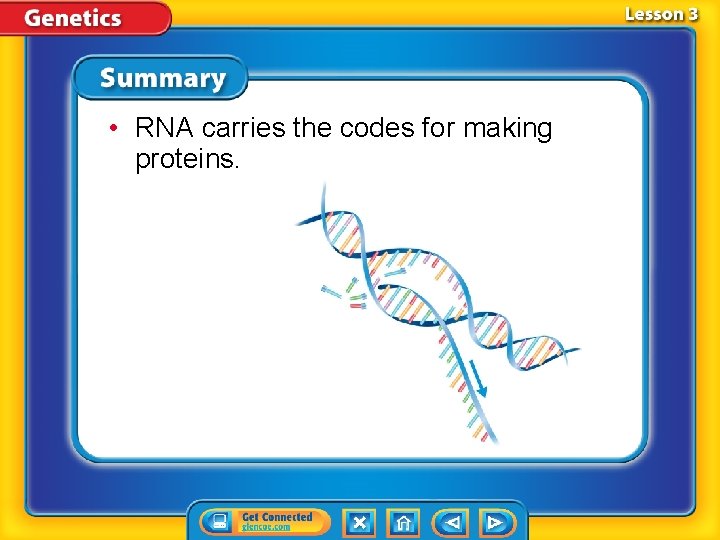  • RNA carries the codes for making proteins. 