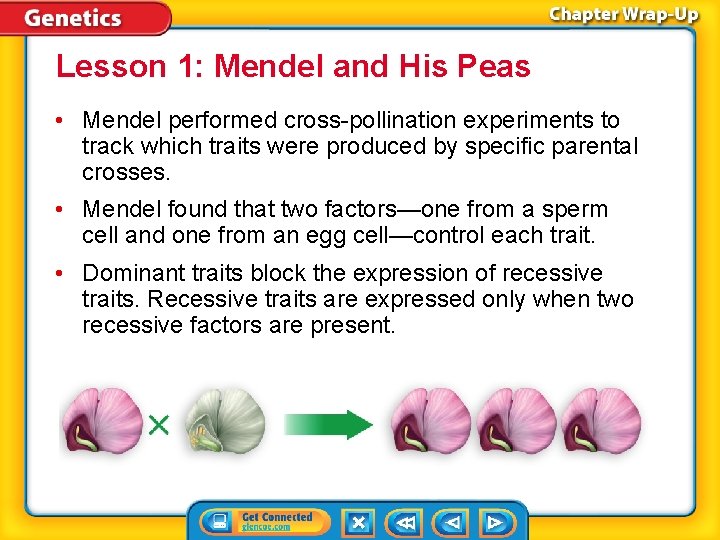 Lesson 1: Mendel and His Peas • Mendel performed cross-pollination experiments to track which