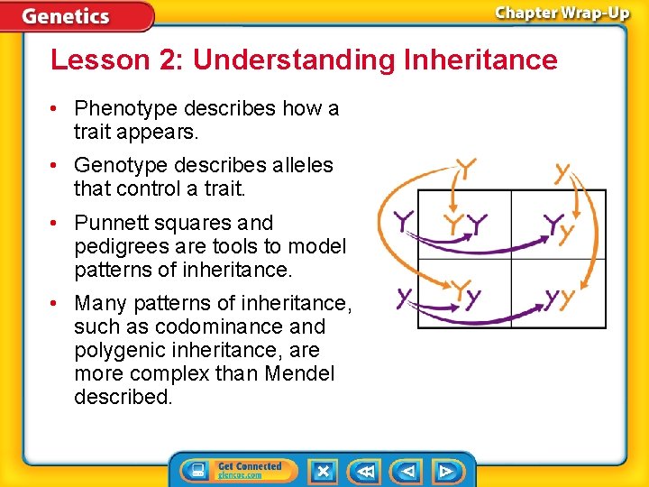 Lesson 2: Understanding Inheritance • Phenotype describes how a trait appears. • Genotype describes