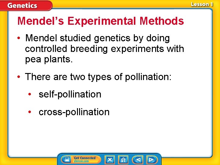 Mendel’s Experimental Methods • Mendel studied genetics by doing controlled breeding experiments with pea
