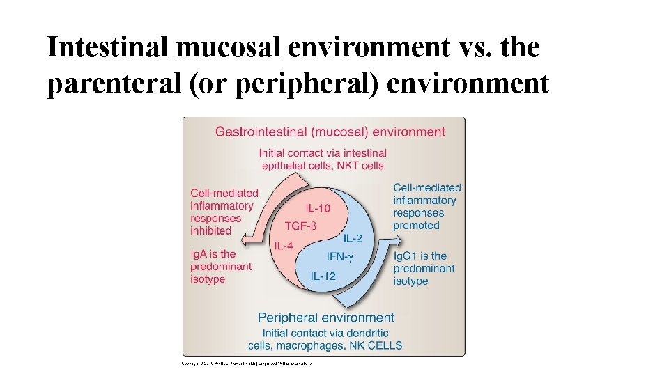 Intestinal mucosal environment vs. the parenteral (or peripheral) environment 