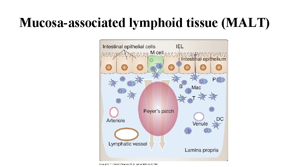 Mucosa-associated lymphoid tissue (MALT) 