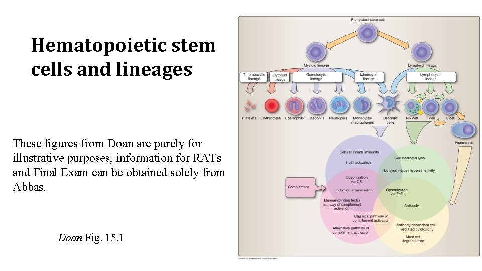 Hematopoietic stem cells and lineages These figures from Doan are purely for illustrative purposes,