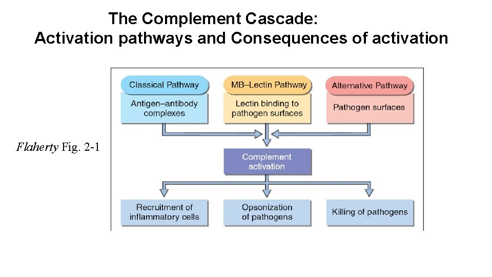 The Complement Cascade: Activation pathways and Consequences of activation Flaherty Fig. 2 -1 