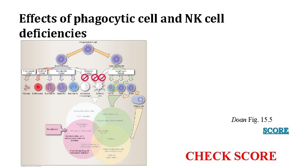 Effects of phagocytic cell and NK cell deficiencies Doan Fig. 15. 5 SCORE CHECK