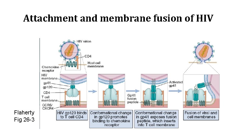 Attachment and membrane fusion of HIV Flaherty Fig 26 -3 