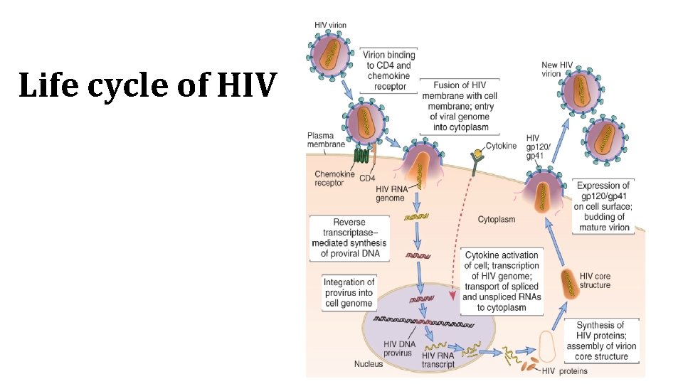 Life cycle of HIV 