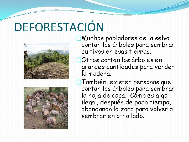 DEFORESTACIÓN �Muchos pobladores de la selva cortan los árboles para sembrar cultivos en esas