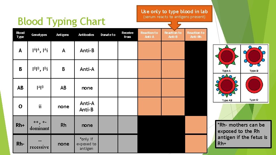 Use only to type blood in lab (serum reacts to antigens present) Blood Typing